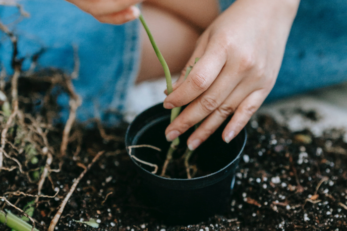 Best Homemade Plant Fertilizer